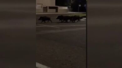 Una manada de jabalíes se acerca a la playa de Gandía