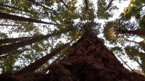 José Manuel Pérez Llamas nos envía esta foto del Bosque de Secuoyas del Cabezón de la Sal Para 'Destino Cantabria 2017'