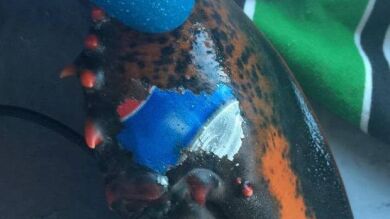 Encuentran un bogavante con el logo de Pepsi tatuado en la pinza