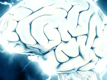 cerebro cerebro