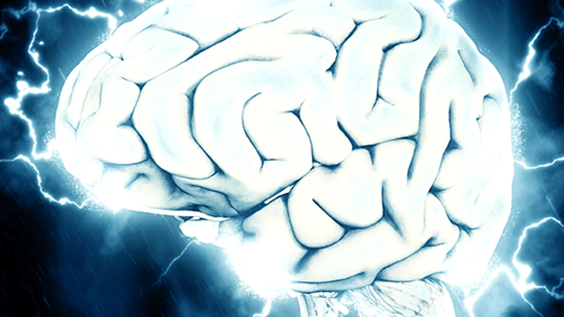 cerebro cerebro