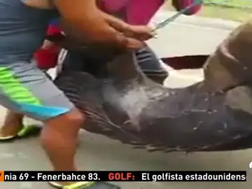 mero mero