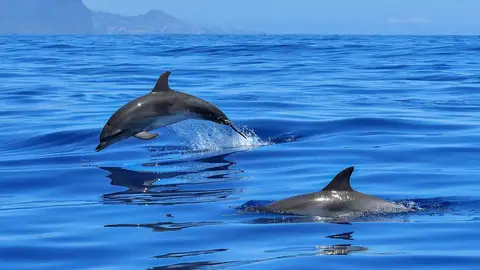 Delfines nadando Delfines nadando