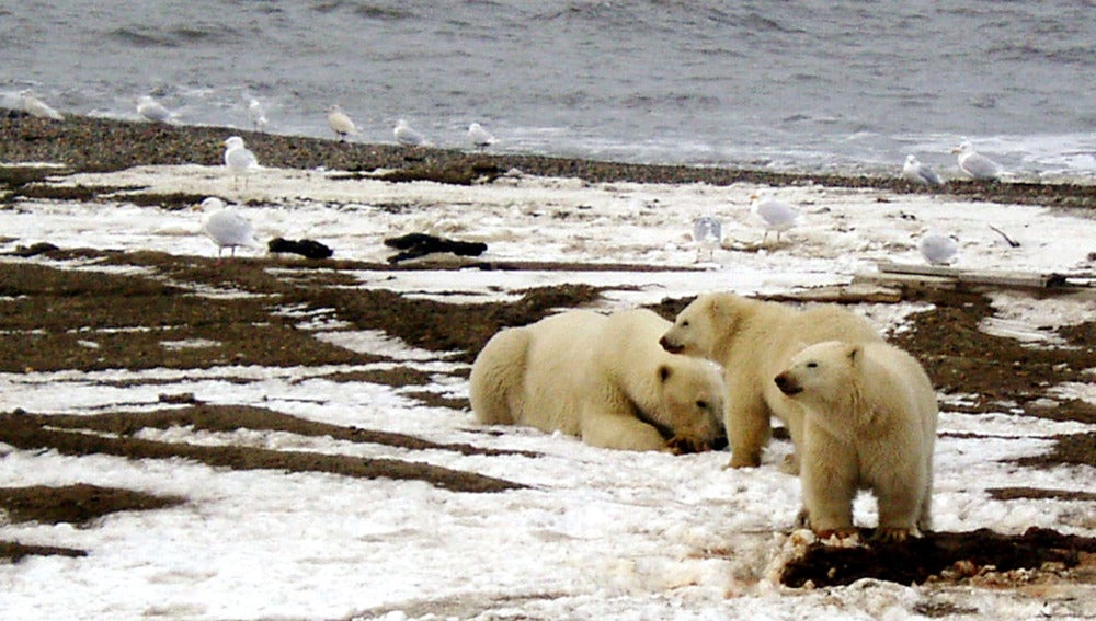 Osos polares en la en el Refugio de Alaska