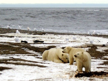 Osos polares en la en el Refugio de Alaska