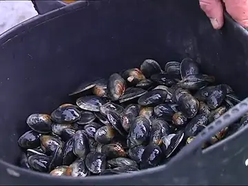 mariscadores mariscadores