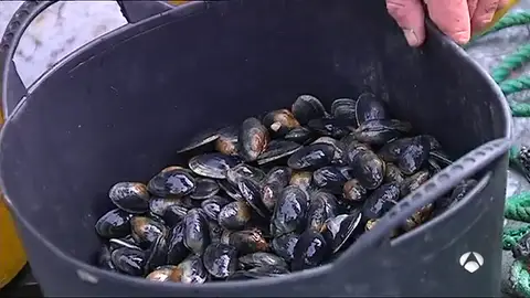 mariscadores mariscadores