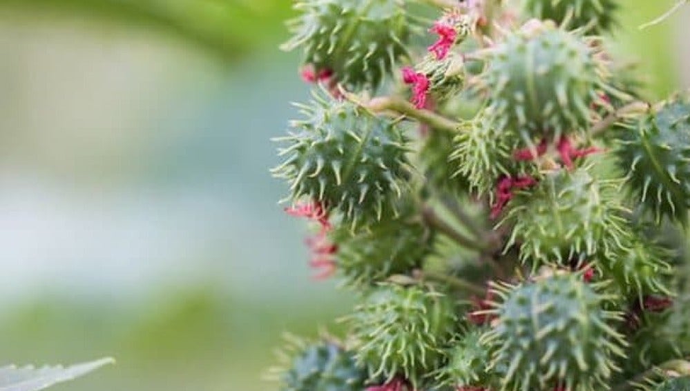 Planta de ricino