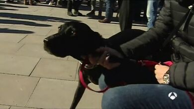 Desfile de perros abandonados en Valencia para todos aquellos que quieran adoptar