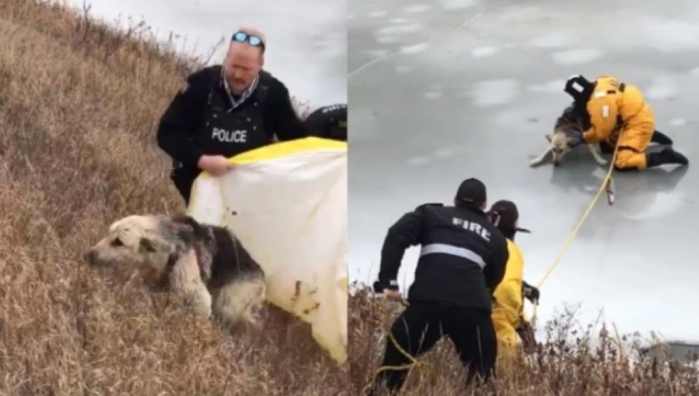 Los bomberos rescatan a un perro de un lago helado