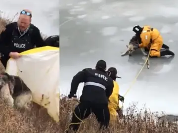 Los bomberos rescatan a un perro de un lago helado Los bomberos rescatan a un perro de un lago helado