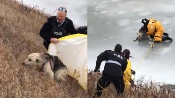 Los bomberos rescatan a un perro de un lago helado