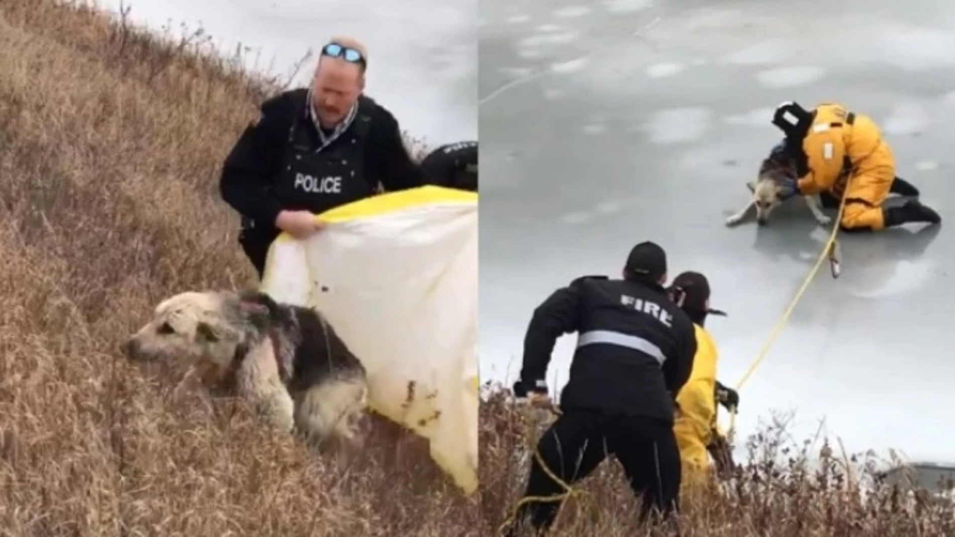 Los bomberos rescatan a un perro de un lago helado Los bomberos rescatan a un perro de un lago helado