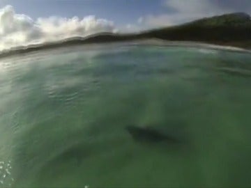 Susto de un surfista al cruzarse con un tiburón toro mientras cogía olas sobre su tabla