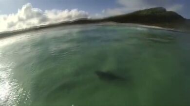 Susto de un surfista al cruzarse con un tiburón toro mientras cogía olas sobre su tabla