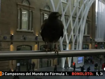 HALCONES HALCONES