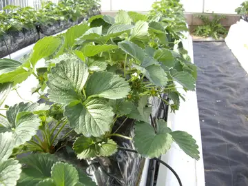 El cultivo de fresas sobre fibra de coco mejora su calidad y crecimiento El cultivo de fresas sobre fibra de coco mejora su calidad y crecimiento