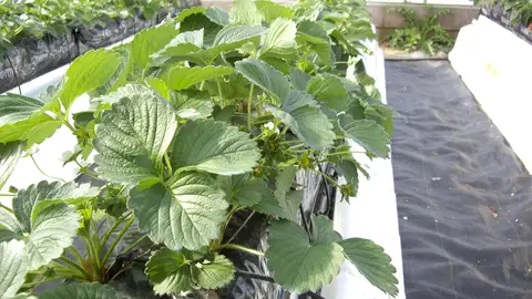 El cultivo de fresas sobre fibra de coco mejora su calidad y crecimiento El cultivo de fresas sobre fibra de coco mejora su calidad y crecimiento