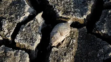 La sequía deja imágenes de devastación y muerte a su paso La sequía deja imágenes de devastación y muerte a su paso