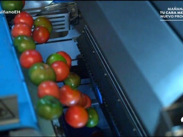 La primera mÃ¡quina capaz de separar tomates segÃºn su color