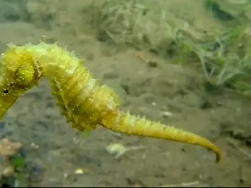 La Fiscalía imputa a 37 altos cargos de Murcia por la contaminación del Mar Menor La Fiscalía imputa a 37 altos cargos de Murcia por la contaminación del Mar Menor