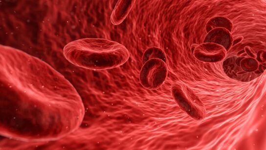 Foto ampliada de los gl&oacute;bulos rojos de la sangre