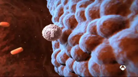 oncologia NEW oncologia NEW