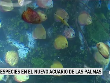 acuario acuario