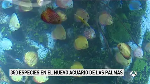 acuario acuario