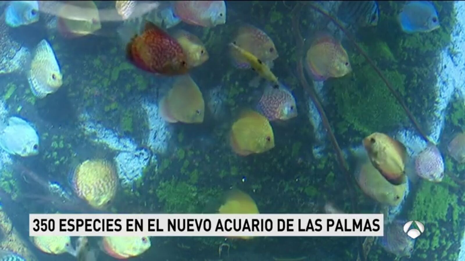 Inaugurado el nuevo acuario 'Poema del Mar' de Las Palmas con 350 especies de 35 ecosistemas diferentes