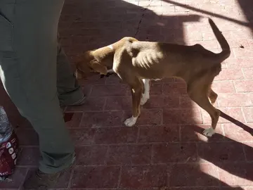 Uno de los dos perros encerrados Uno de los dos perros encerrados