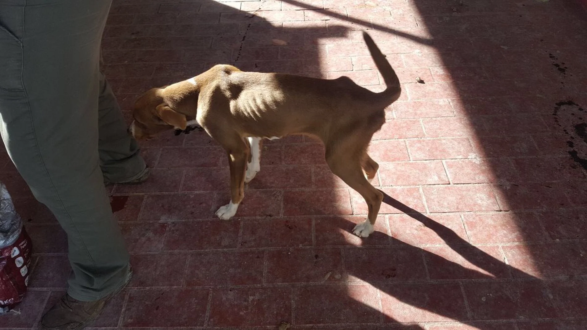 Uno de los dos perros encerrados Uno de los dos perros encerrados