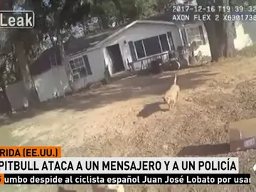 perro perro