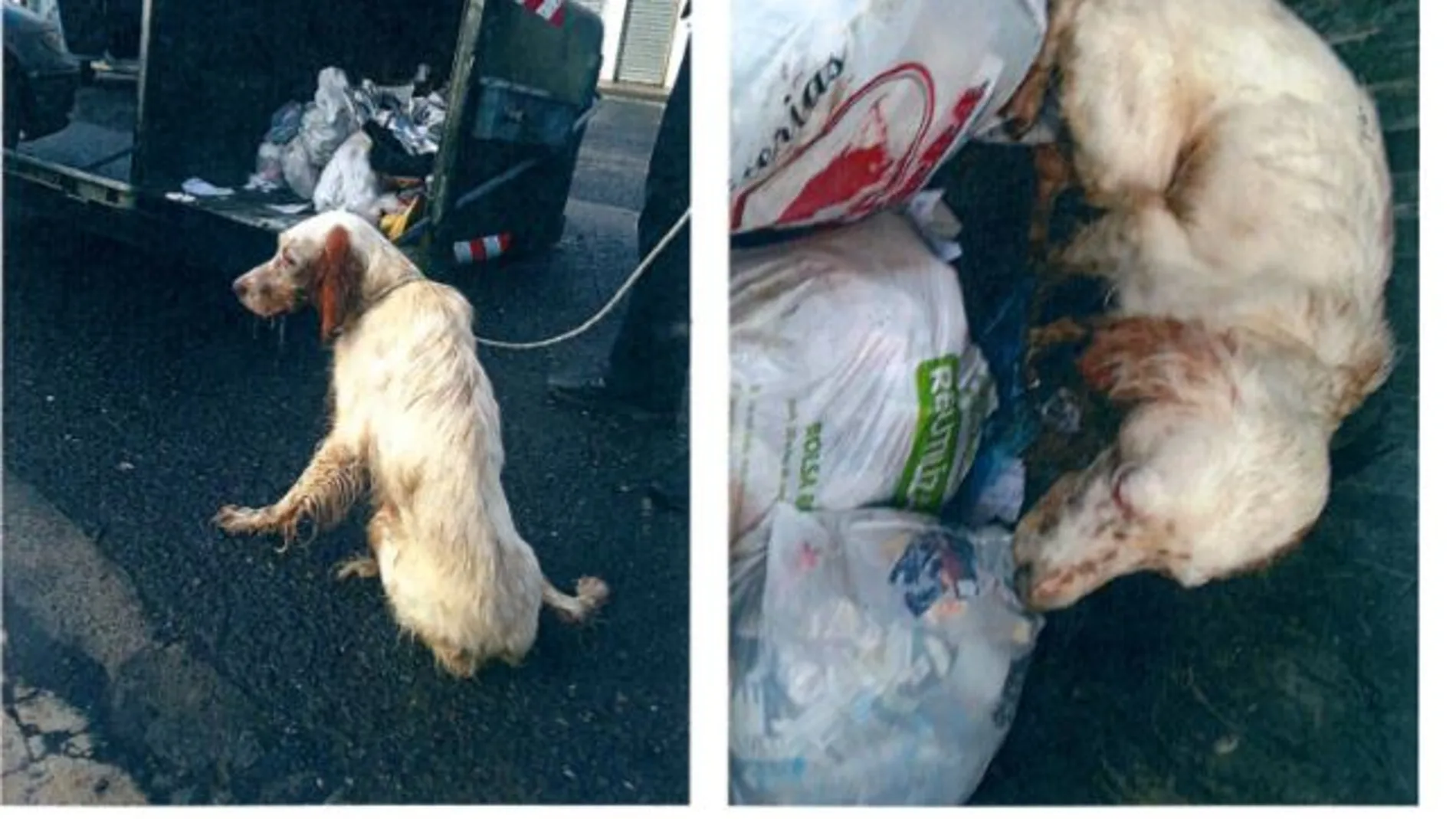 Perro abandonado en Zalla Perro abandonado en Zalla