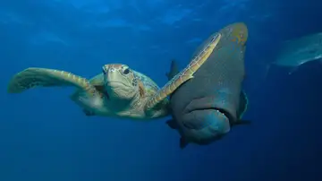 'Tortazo' de Troy Mayne 'Tortazo' de Troy Mayne