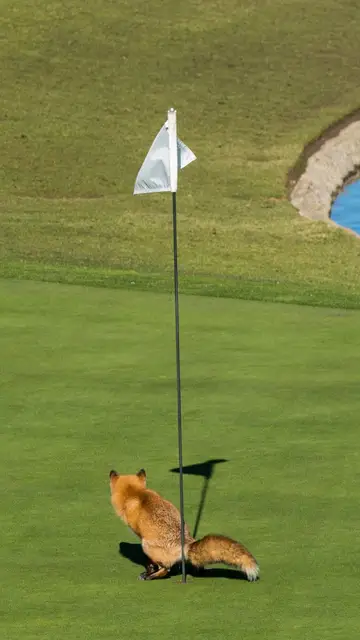 "En tres golpes" de Douglas Croft "En tres golpes" de Douglas Croft