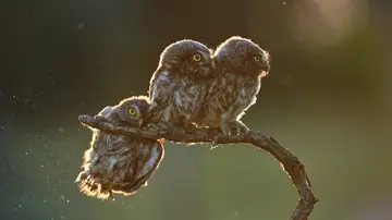 'Secuencia de cuatro buhos' por Tibor Kerccz 'Secuencia de cuatro buhos' por Tibor Kerccz