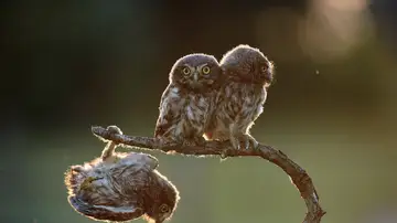 'Secuencia de cuatro buhos' por Tibor Kerccz 'Secuencia de cuatro buhos' por Tibor Kerccz