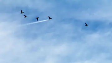 'Velocidad de pato' por John Threlfall 'Velocidad de pato' por John Threlfall