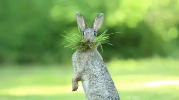 "Eh, ¿qué pasa Doc?" por Olivier Colle "Eh, ¿qué pasa Doc?" por Olivier Colle