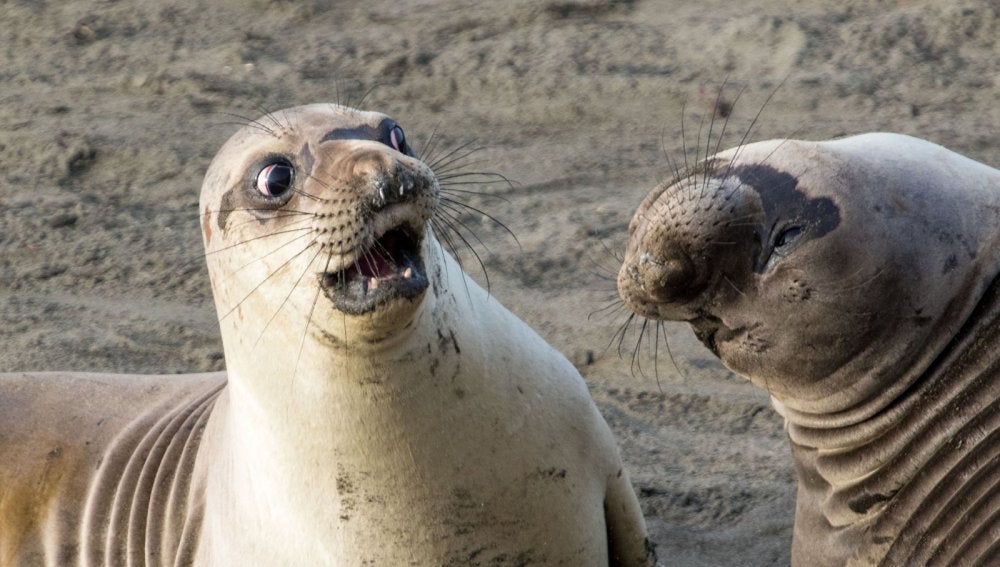 "WTF" por George Cathcart