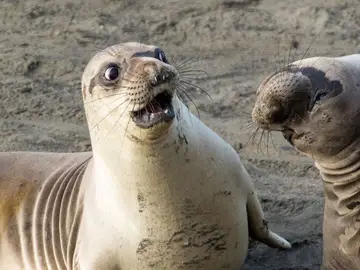"WTF" por George Cathcart "WTF" por George Cathcart