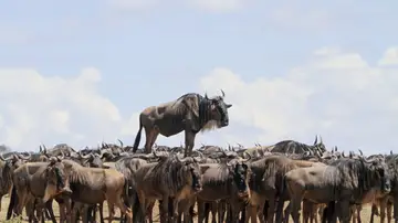 'Encuentros de Animales' por Jean Jacques Alcalay 'Encuentros de Animales' por Jean Jacques Alcalay