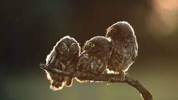 'Secuencia de cuatro buhos' por Tibor Kerccz 'Secuencia de cuatro buhos' por Tibor Kerccz