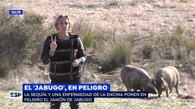 La sequía y una enfermedad de la encina ponen en peligro el jamón de Jabugo