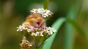 'El lirón sonriente' de Andrea Zampatti 'El lirón sonriente' de Andrea Zampatti