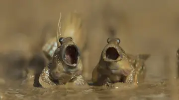 'Got Talent de peces de fango' por Daniel Trim 'Got Talent de peces de fango' por Daniel Trim