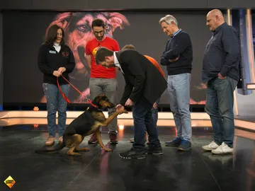 ¿Quieres aumentar la familia? Adopta a Mali, una perrita luchadora que te enternecerá ¿Quieres aumentar la familia? Adopta a Mali, una perrita luchadora que te enternecerá