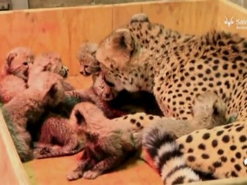 Nacen ocho cachorros de guepardos en un zoo cuando la media es de tres o cuatro crías por parto Nacen ocho cachorros de guepardos en un zoo cuando la media es de tres o cuatro crías por parto