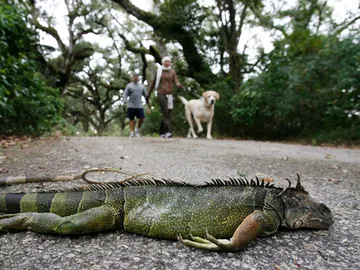 Una iguana muerta tras caer de un árbol Una iguana muerta tras caer de un árbol